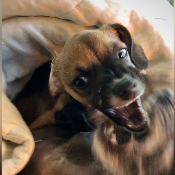 Meet your Posher, Sarah - Picture 1 of 2